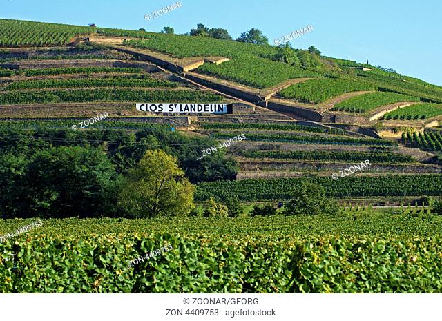 Rebberge in der Alsace Grand Cru Weinlage Clos Saint Landelin zwischen den Orten Westhalten und Rouffach, Elsass, Frankreich / Alsace Grand Cru vineyard Clos...
