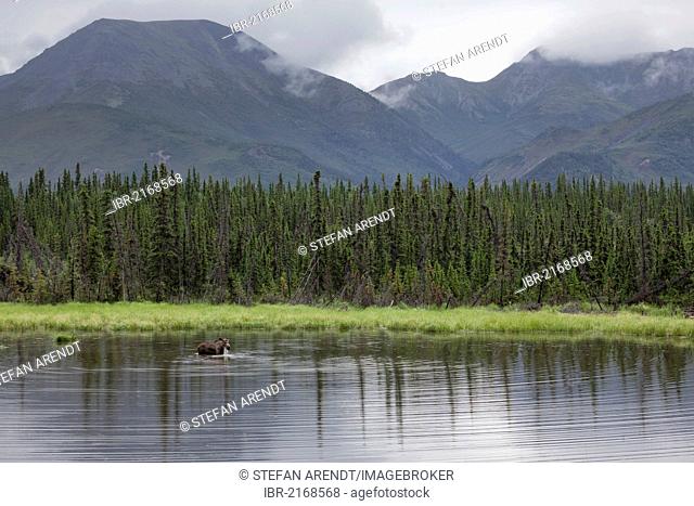 Moose (Alces alces) standing in a lake in the Denali National Park, Alaska, USA