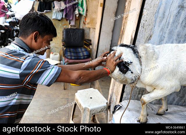 Mumbai (Bombay), Maharashtra, India, Asia - A showdown between a man and a billy goat at Dharavi slum, the biggest shanty town in the Indian metropolis