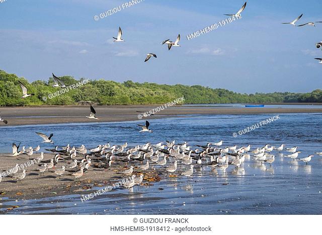 Nicaragua, Leon department, seabirds (Black Skimmers (Rynchops niger) and terns) in Las Penitas laguna