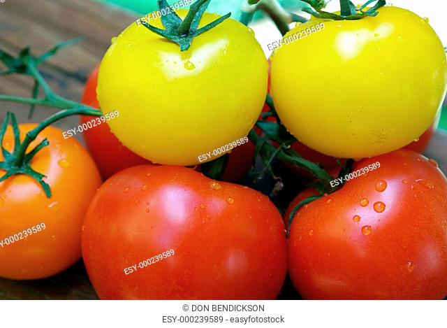 Red, Orange and Yellow Heirloom Tomatoes