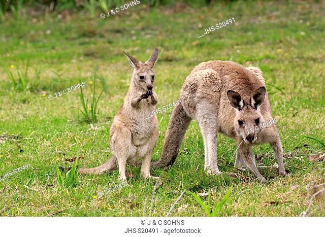 Eastern Grey Kangaroo, (Macropus giganteus), adult female with subadult feeding, Merry Beach, Murramarang Nationalpark, New South Wales, Australia