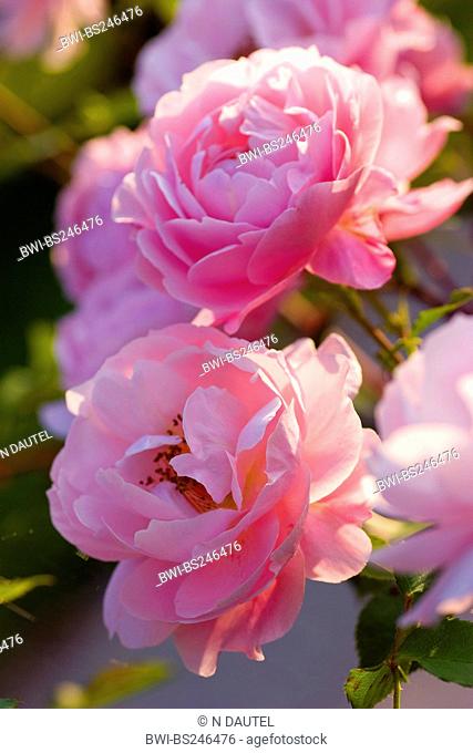 ornamental rose Rosa 'Belle Story', Rosa Belle Story, cultivar Belle Story