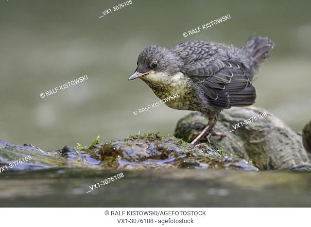 White throated Dipper ( Cinclus cinclus ), just fledged chick, searching for food, getting independent, wildlife, Europe