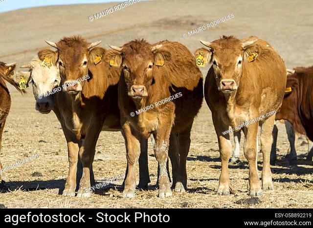 Close view of a group of brown cows on a sunny arid landscape