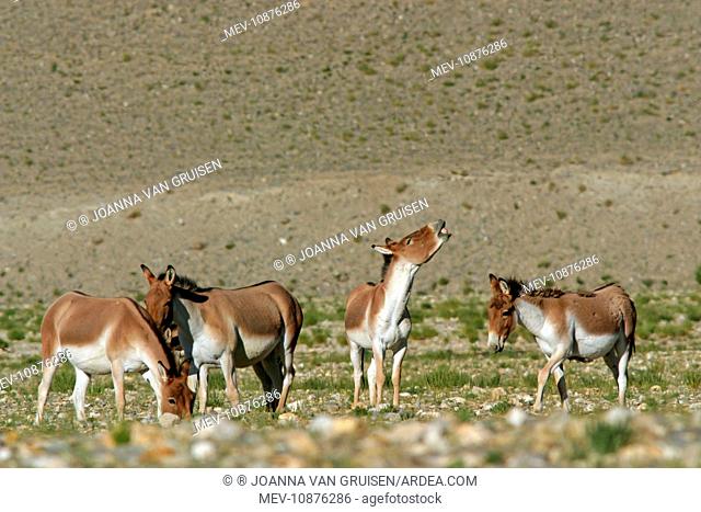 Kiang / Tibetan Wild Ass - females with rutting male showing flehman (Equus kiang). Ladakh - India