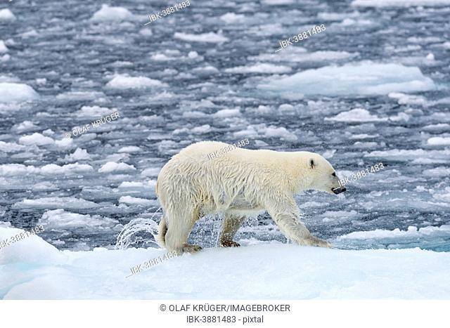 Nasser polar bear (Ursus maritimus) on pack-ice, shaking off water, Spitsbergen, Svalbard Islands, Svalbard and Jan Mayen, Norway