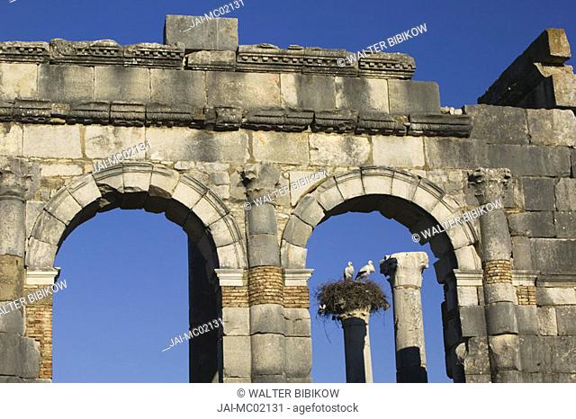 Basilica Ruins, Roman town of Volubilis, Morocco