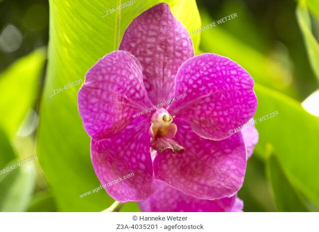 Closeup of the Vanda orchid flower