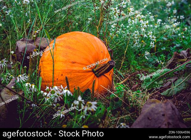 Big orange pumpkin in a dark garden in the fall