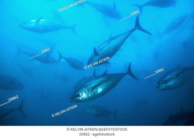 Southern Bluefin Tuna (Thunnus maccoyii)