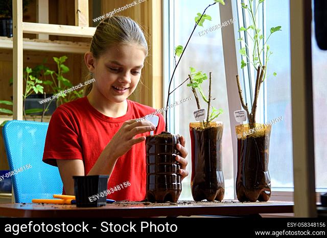 A girl after transplanting seedlings puts signs with the name of the plants