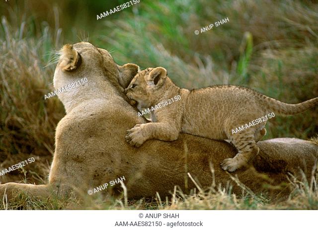 Lion Cub playing with Mom (Panthera leo), Maasai Mara, Kenya