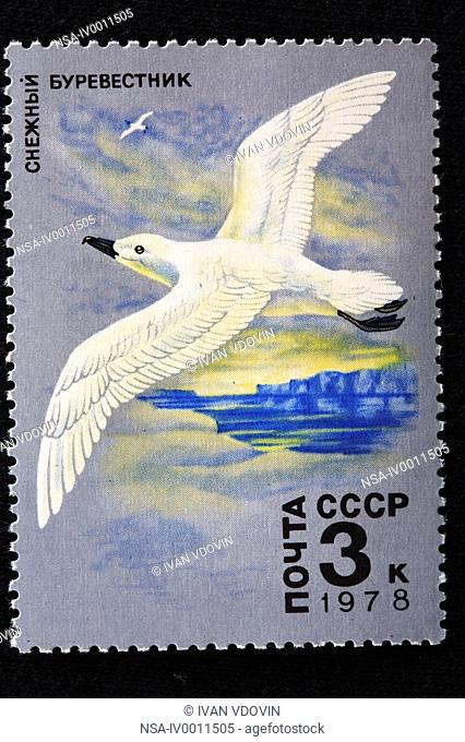 Snow Petrel Pagodroma nivea, postage stamp, USSR, 1978