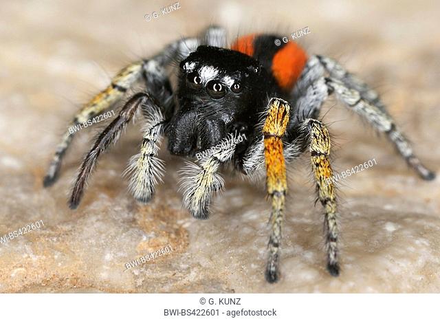 Jumping spider (Philaeus chrysops), male, Croatia