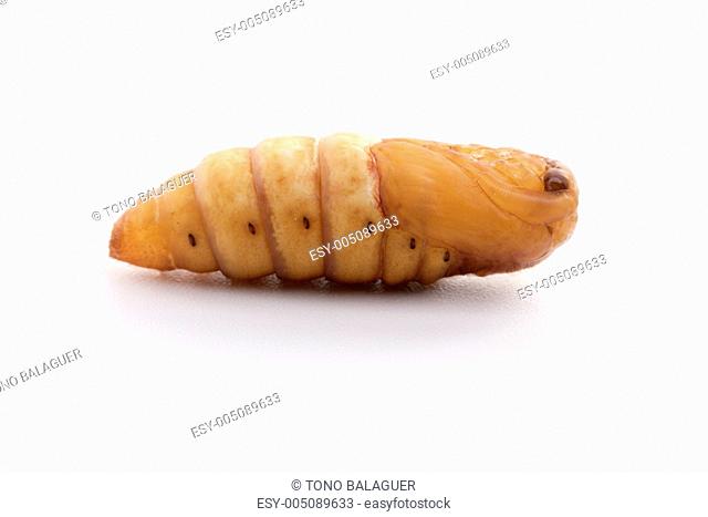 chrysalis silkworm on white background