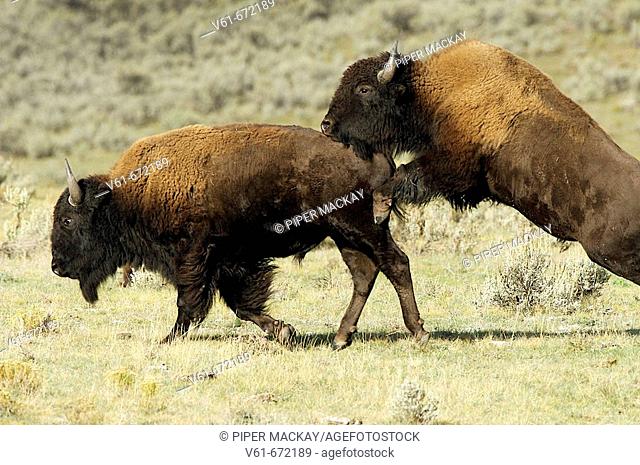 Sparring bison bulls in the Lamar Valley, Yellowstone National Park, USA