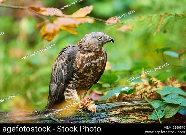 Honey buzzard (Pernis apivorus), tree trunk, forest, sideways, sit