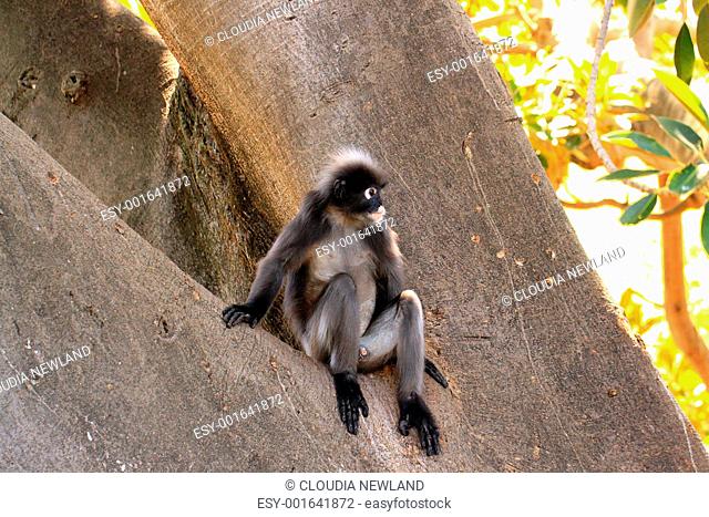 Dusky Leaf Monkey - Semnopithecus obscurus - sitting in a Morton