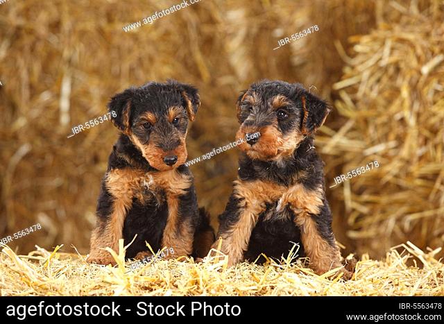 Welsh Terrier, puppies, 7 weeks