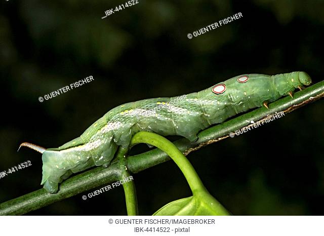 Neotropical moth (Xylophanes chiron, Sphingidae) caterpillar, eye patches and anal horn, Choco Forest, Canande River Nature Reserve, Ecuador