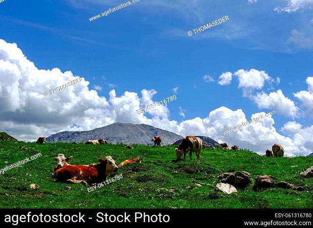 cows lying on a green lush meadow in the mountains with blue sky and clouds