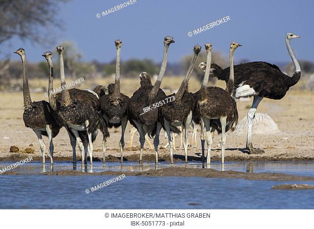 Common ostriches (Struthio camelus), animal group, a cock with female at a waterhole, Nxai Pan National Park, Ngamiland, Botswana, Africa