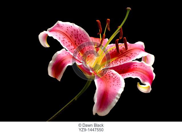 Pink Oriental Lily Lilium auratum