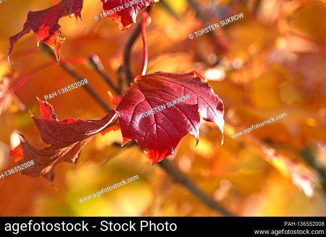 October 17, 2020, Schleswig, the leaves on a maple tree show themselves in very autumnal colors by October. | usage worldwide