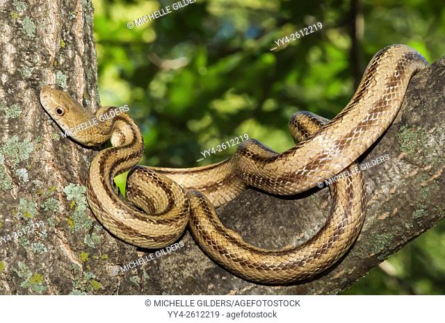 Yellow rat snake, Elaphe obsoleta quadrivittata, native to eastern United States