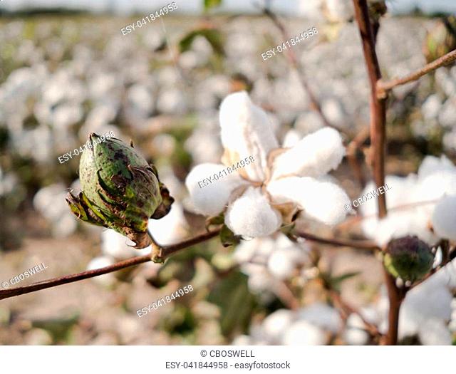 Close up of a closed cotton boll in the field