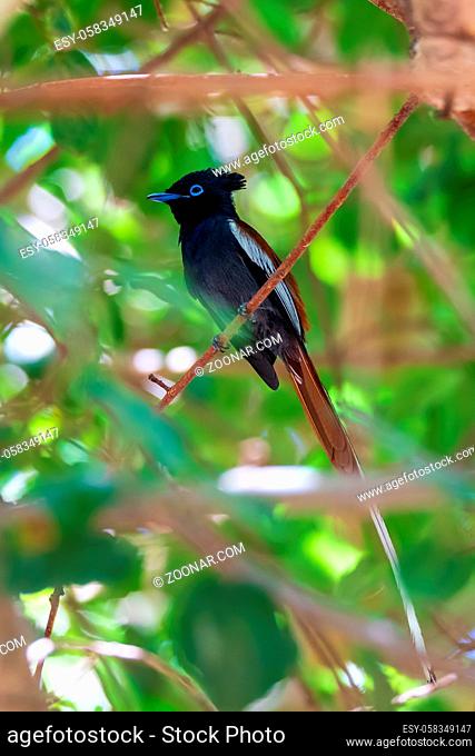 male of beautiful colored small bird African Paradise Flycatcher (Terpsiphone viridis) perched on a branch, in rainforest, Lake Ziway, Ethiopia Africa wildlife