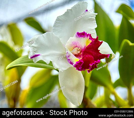 Purple orchids, Violet orchids. Orchid is queen of flowers. Orchid in tropical garden. Orchid in nature scarlet white yellow