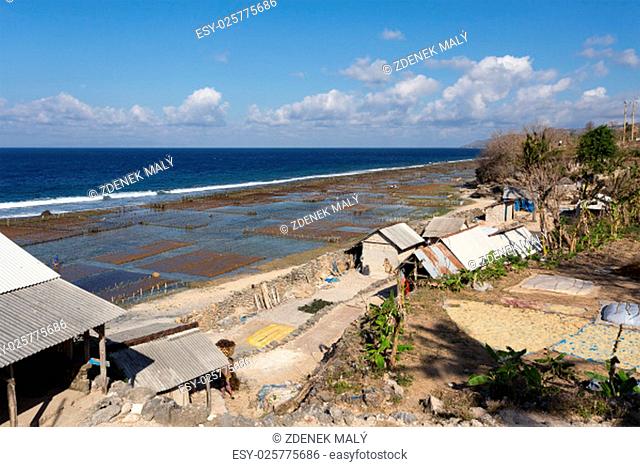 Plantations of seaweed on beach in Bali, Nusa Penida, Toyapakeh village
