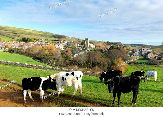 Cows grazing in Dorset village of Abbotsbury England UK known for its swannery, subtropical gardens and historic stone buildings on the Jurassic Coast