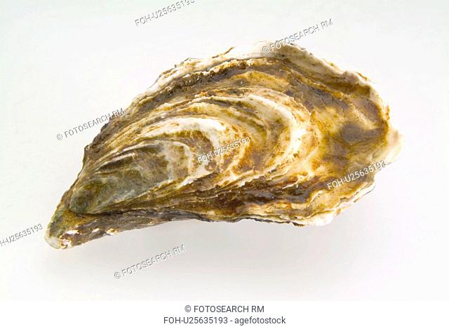 Single oyster