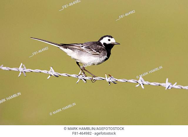 Pied Wagtail (Motacilla alba yarrellii) adult perched on barbed wire. Scotland. UK