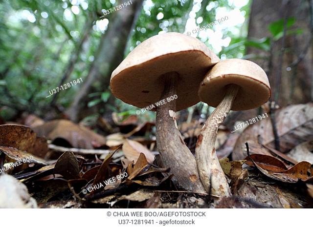Wild mushrooms wide angled shot taken at Semengoh Wildlife Centre, Sarawak, Malaysia, Borneo