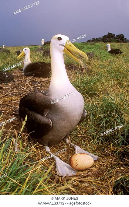 Waved Albatross incubating single Egg (Diomedea irrorata), Espanola I., Galapagos