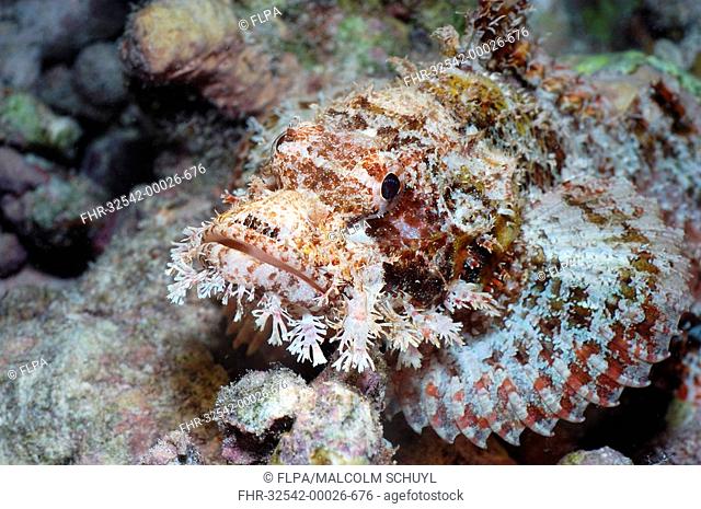 Tassled Scorpionfish Scorpaenopsis oxycephala Camouflaged on coral reef, close-up of head, Maldives