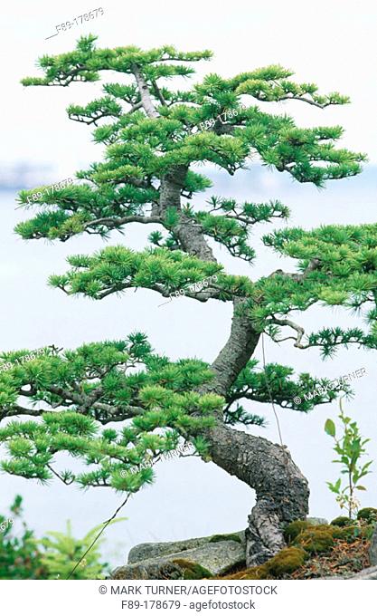 Weeping Deodar Cedar (Cedrus deodara pendula) bonsai