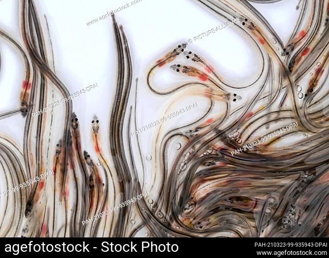 23 March 2021, Brandenburg, Werder (Havel): Young eels swim in transport boxes from which they are released by commercial fishermen into the Havel and its...