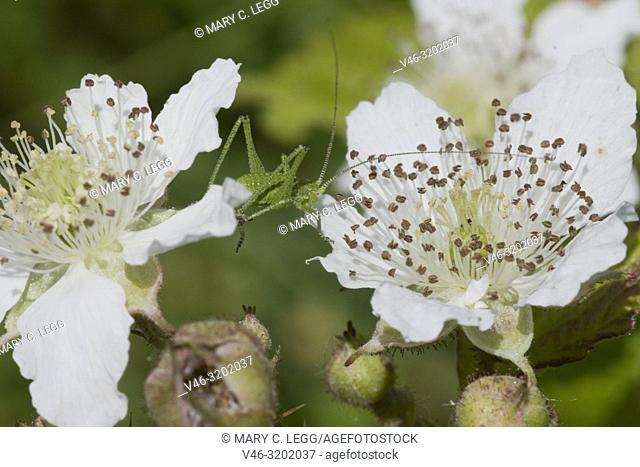Cricket, Leptophyes albovittata on blackberry bramble blossom. Leptophyes albovittata is geen, spiny cricket with lateral white stripes when mature
