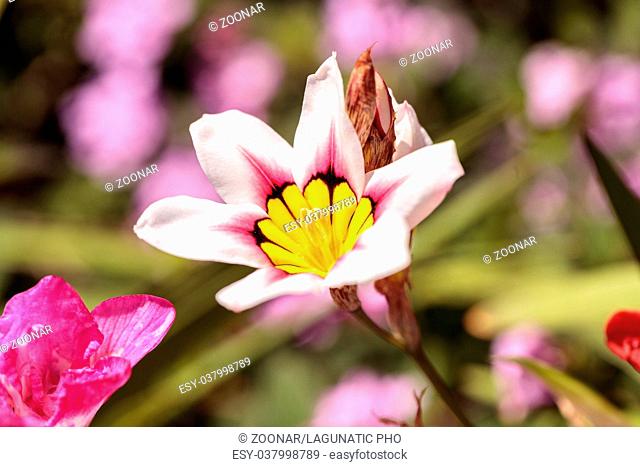 Mariposa lily flower