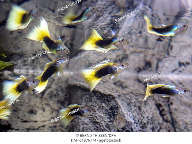 BVB-Guppies (Poecilia reticulata ssp.), a new variety of guppy named after German football club Borussia Dortmund due to their black-and-yellow colouring
