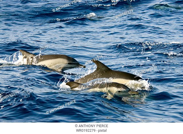 Common Dolphin Delphinus Delphis Azores, North Atlantic