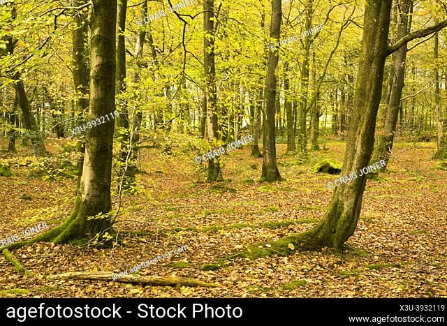 Common Beech (Fagus sylvatica) trees in autumn colour at Beacon Hill Wood in the Mendip Hills near Shepton Mallet, Somerset, England