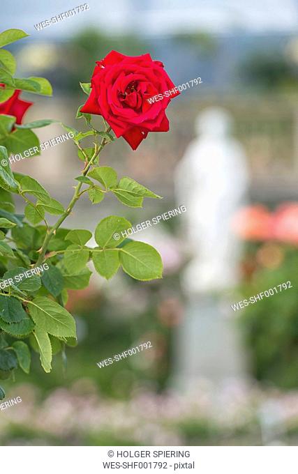 Germany, Baden-Wuerttemberg, Island Mainau, red rose in Italian Rose Garden