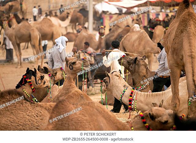 Kamelmarkt und Viehmarkt Pushkar Mela in Pushkar, Rajasthan, Indien, Asien | camel and livestock fair Pushkar Fair or Pushkar Mela, Pushkar, Rajasthan, India