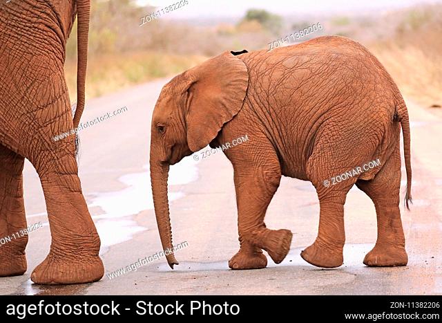 Junger Elefant im Kruger Nationalpark Südafrika; young african elephant south africa, wildlife